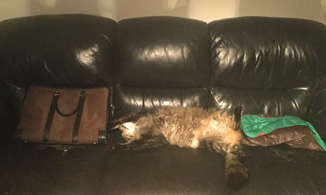 ソファーの上で仰向けに寝転がって完全リラックスの猫