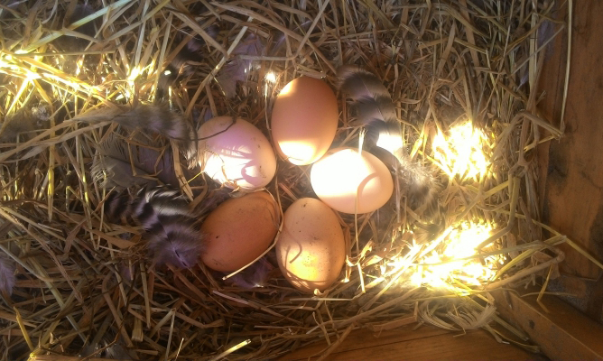 ニワトリの卵を回収するのも楽しみの１つ