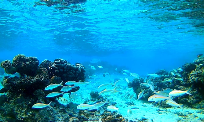 ラロトンガ島の珊瑚礁と美しい魚の群れ
