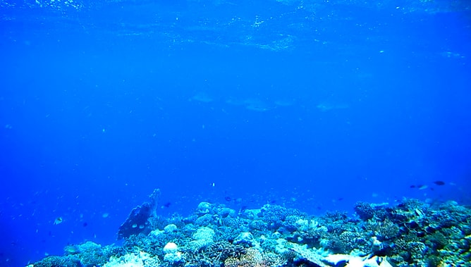 ゴープロ（GoPro）カメラで撮影したモルディブの水中写真。その４