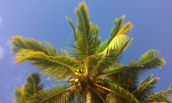 ココナッツの木と青空の写真（クック諸島「ラロトンガ島」）