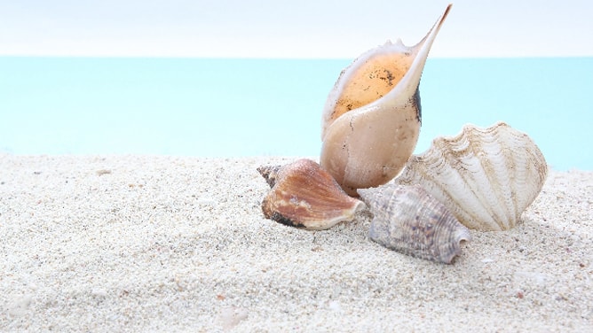 白い砂浜の上に重ねられた貝殻