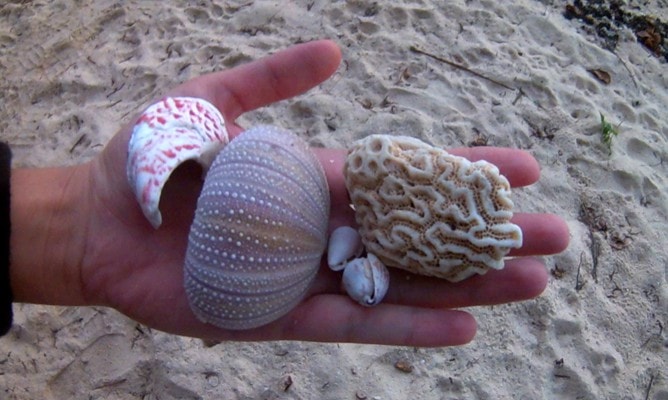 ラロトンガ島のビーチで見つけられる貝殻と珊瑚はお土産にもピッタリ