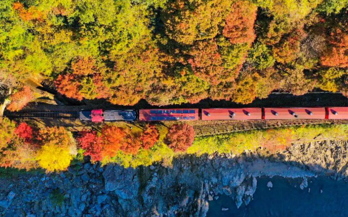 秋の京都・色とりどりに紅葉した山の木々に囲まれた線路を行く嵯峨野トロッコ電車