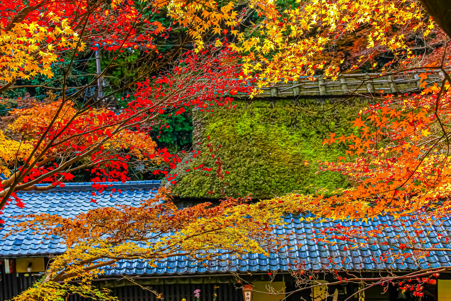 秋の京都・嵯峨鳥居本 苔むした茅葺き屋根の緑と紅葉の美しいコントラスト