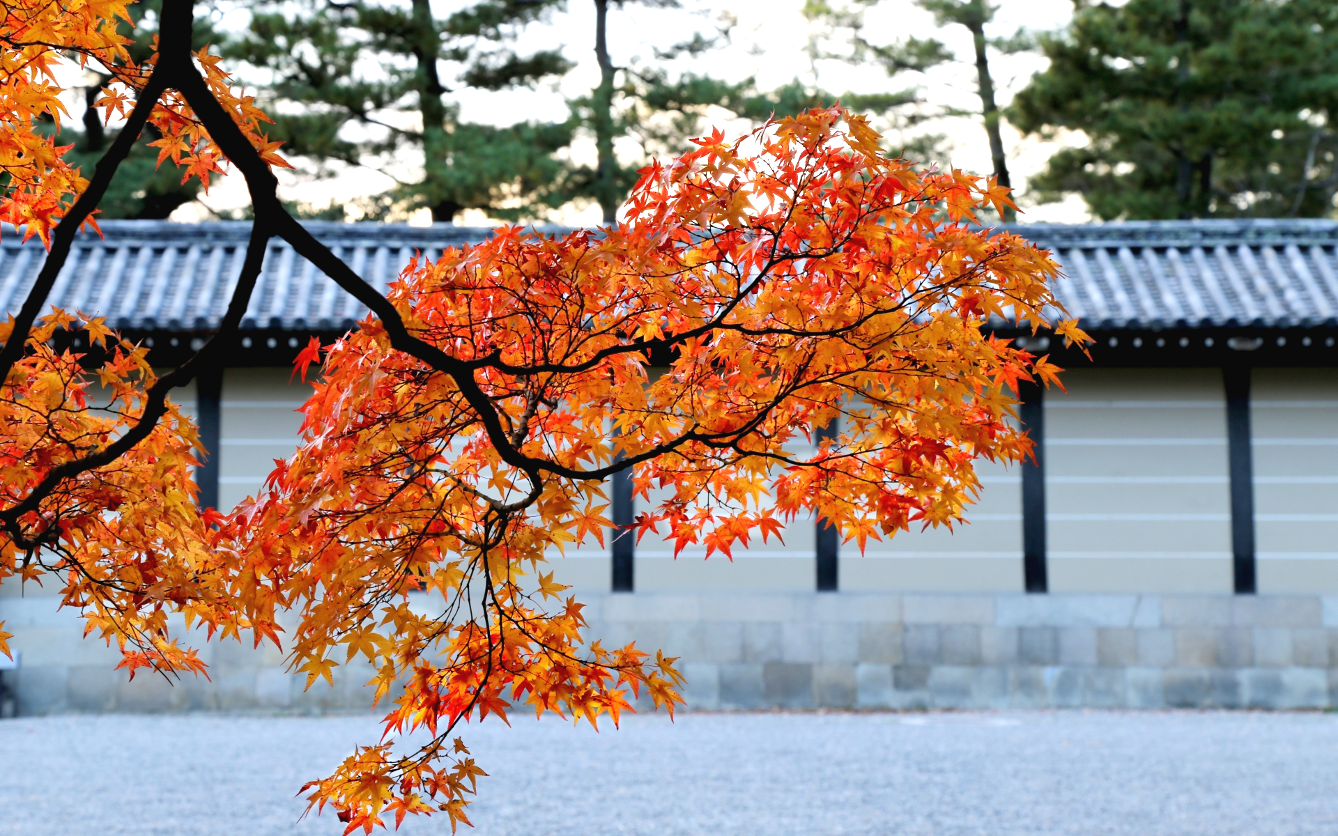 京都御苑の赤く色づいた紅葉