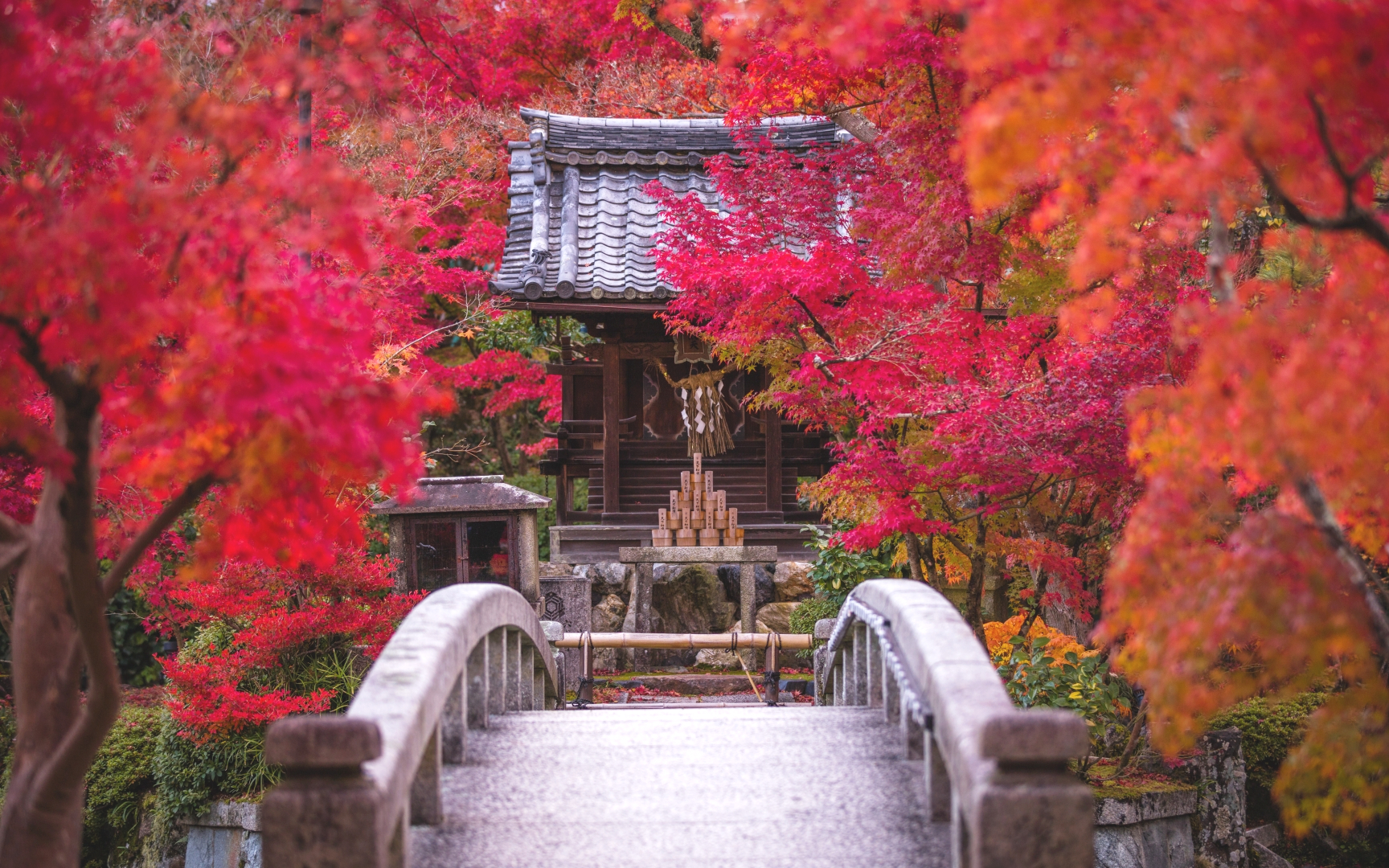 秋の京都 永観堂の真っ赤な紅葉