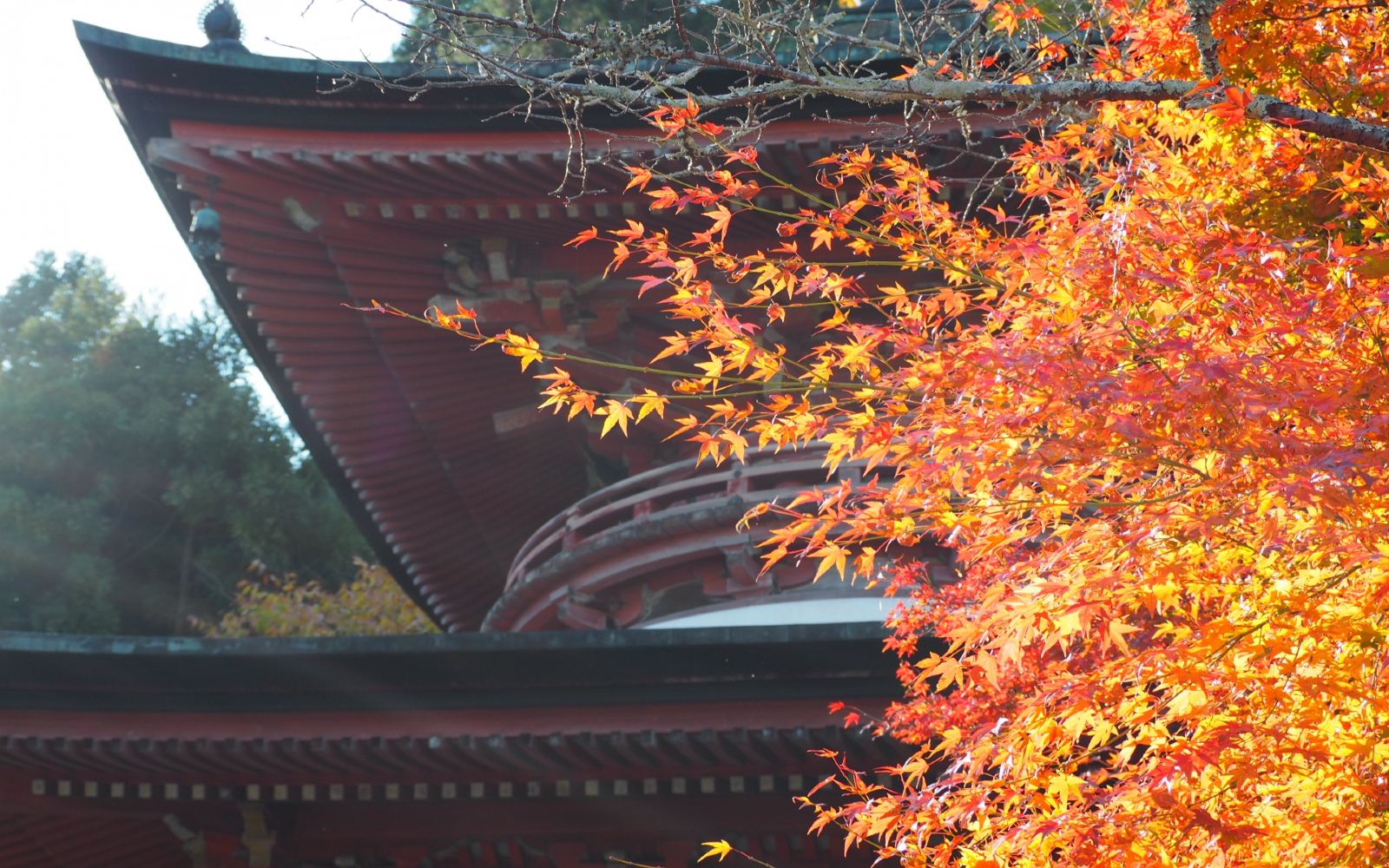 秋の京都 嵐山・嵯峨野エリア紅葉名所 常寂光寺の多宝塔