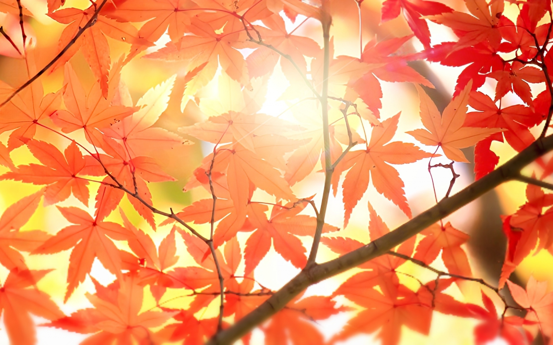 真っ赤に紅葉したモミジからの木漏れ日