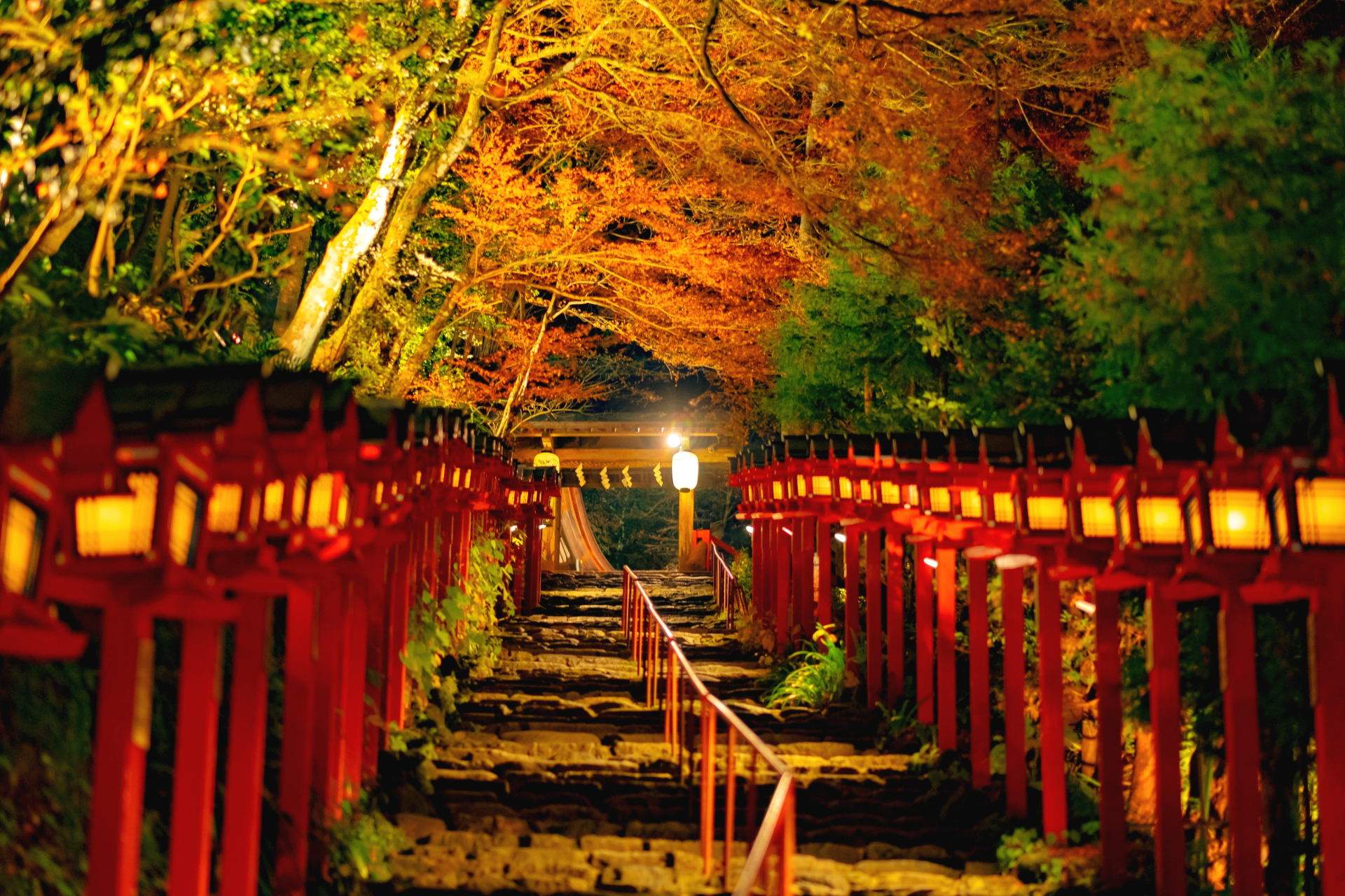 秋の京都・紅葉が見頃の貴船神社 夜のライトアップ