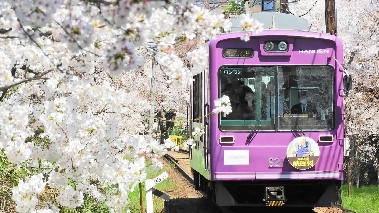 【京都の桜】嵐電・北野線「桜のトンネル」を走る京紫色の車両と満開の桜の風景