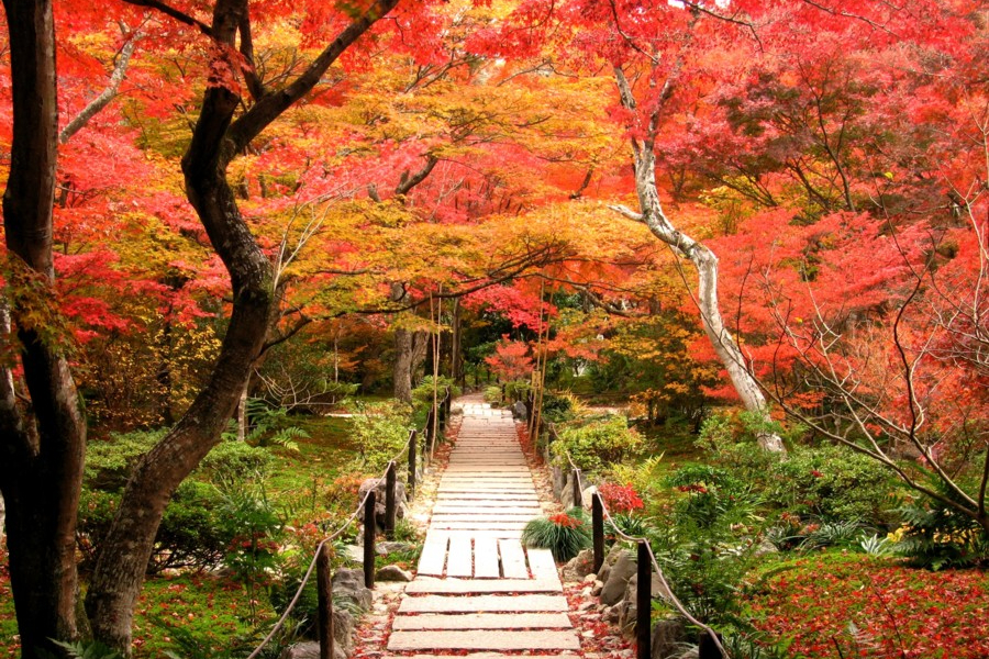 秋の京都 嵯峨野 宝筐院の紅葉