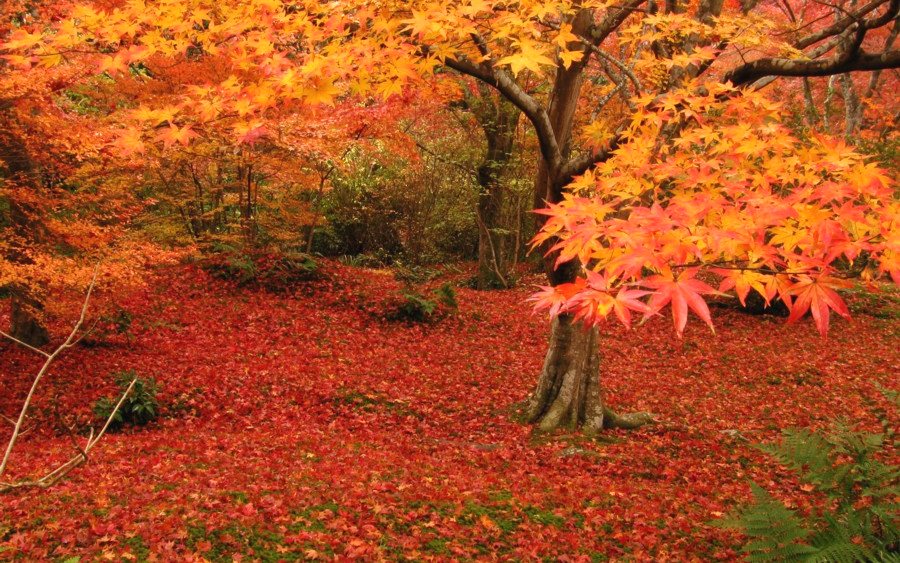 秋の京都・嵯峨野・宝筐院の落ち紅葉