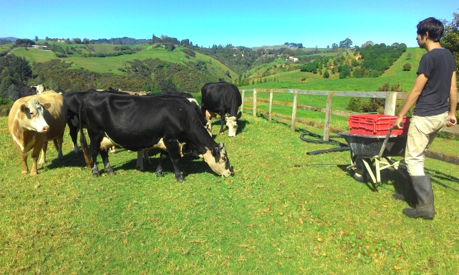 ニュージランドのファームステイで世話をした牛たち