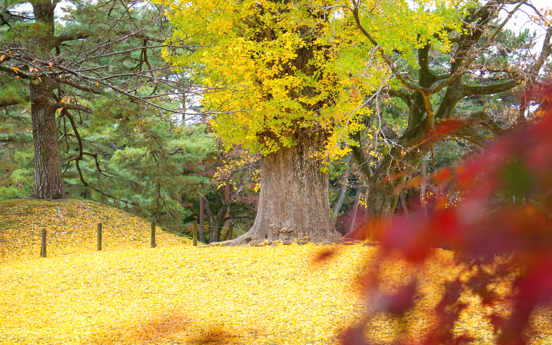 秋の京都・京都御苑の大イチョウと紅葉 黄色いイチョウの葉の絨毯