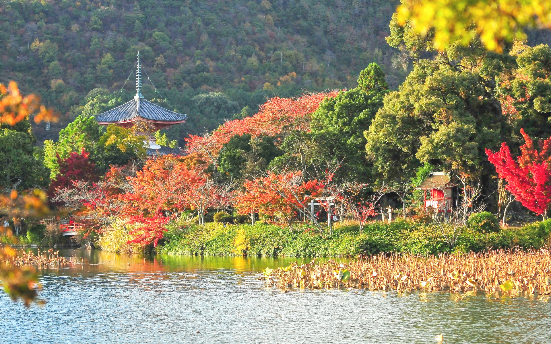 秋の京都・旧嵯峨御所 大本山 大覚寺 大沢池の紅葉