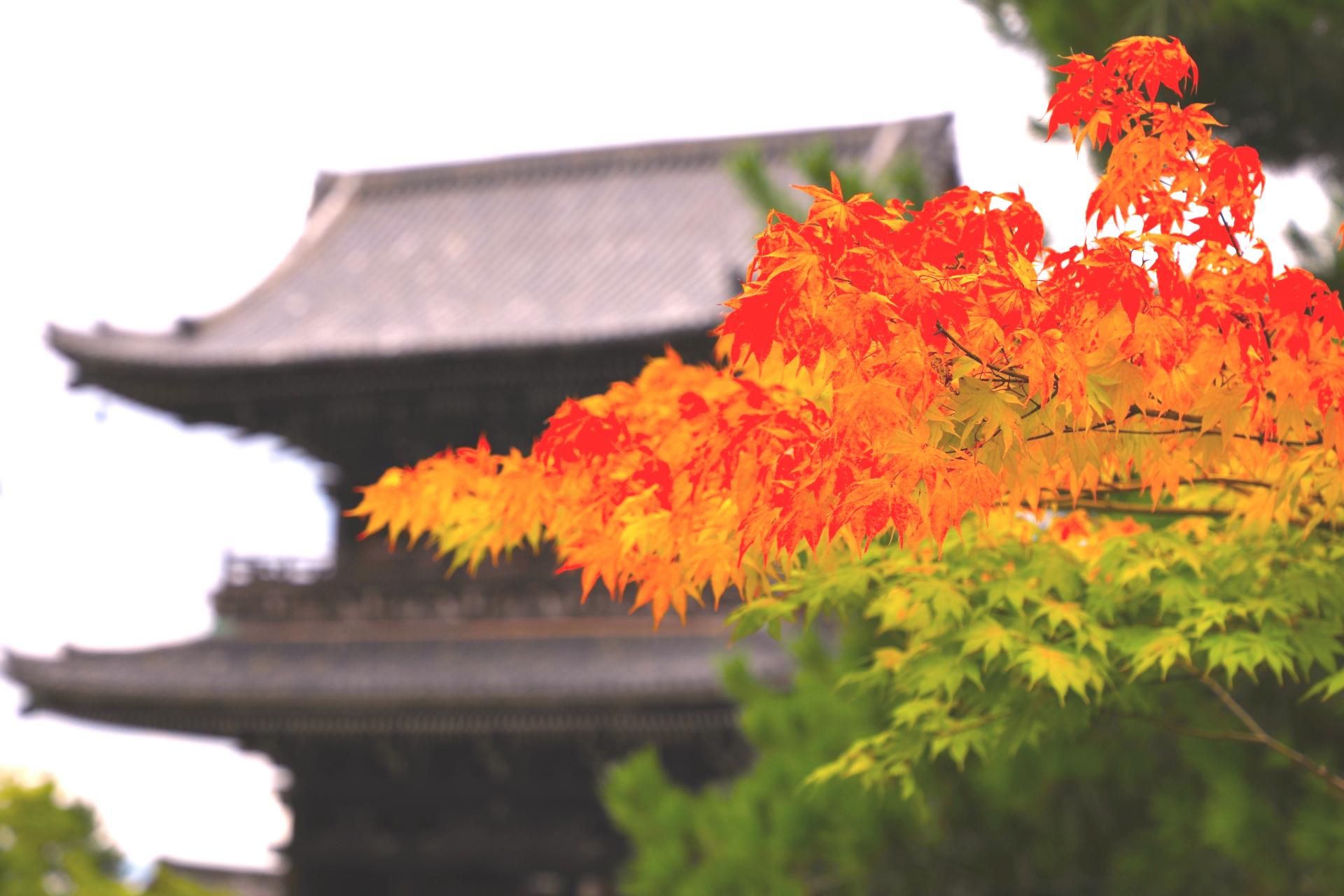 秋の京都・嵐山 清凉寺の青もみじと赤もみじ