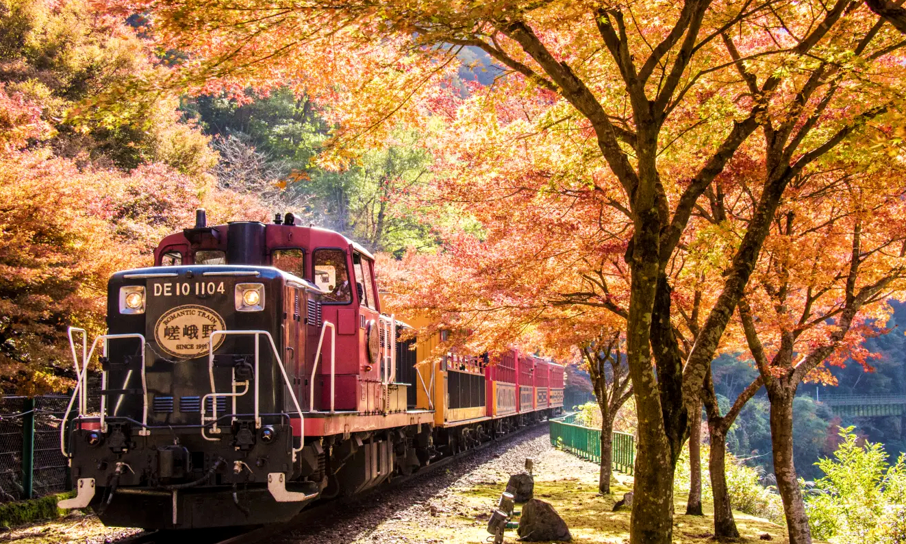 秋の京都・嵯峨野トロッコ列車から楽しむ紅葉のトンネル