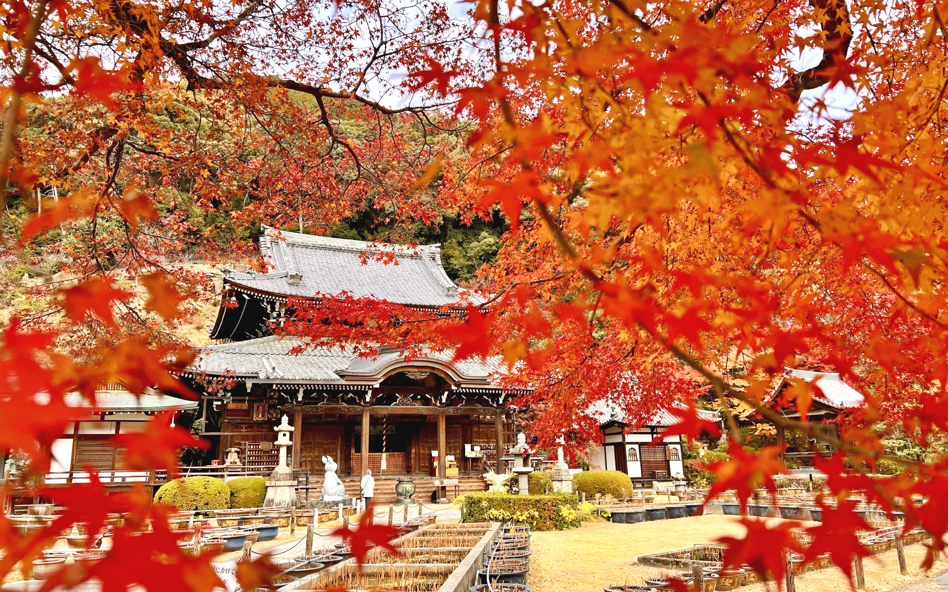 秋の京都 伏見・宇治エリア 三室戸寺の紅葉１