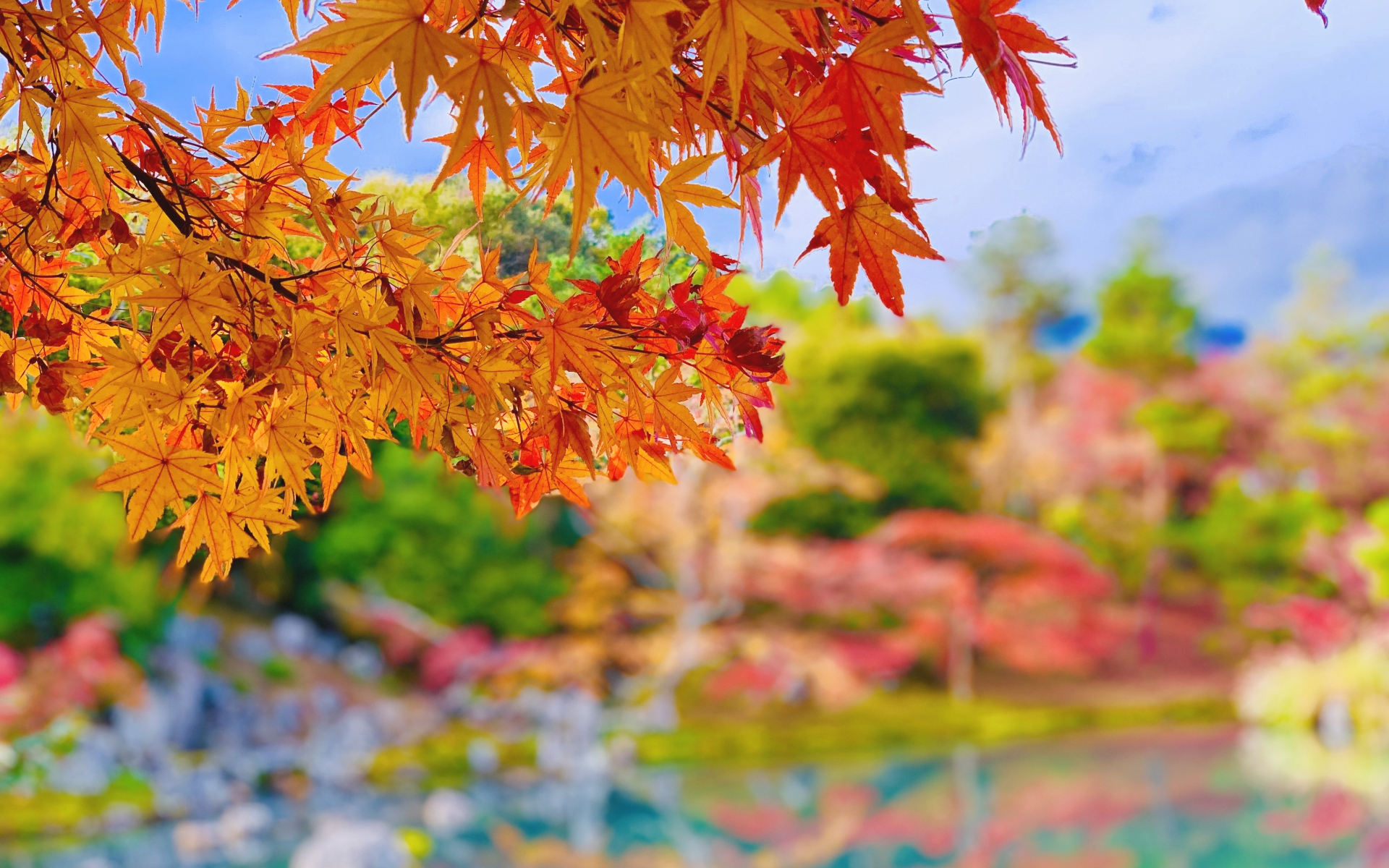 京都・嵐山 紅葉の名所 天龍寺 曹源池庭園の見頃を迎えた紅葉