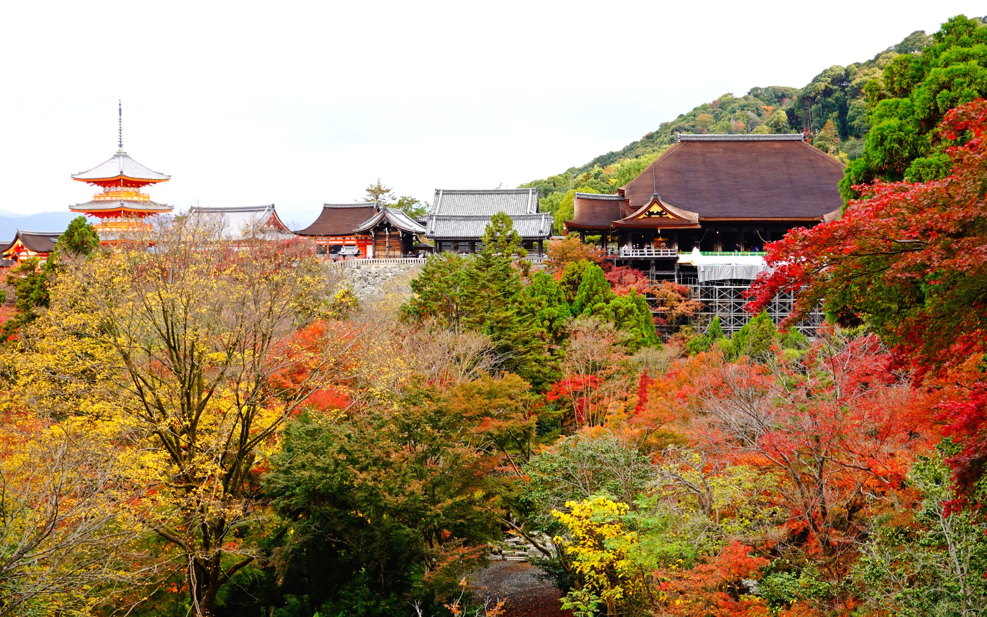 秋の京都 東山エリア名所 見頃を迎えた清水寺音羽山の紅葉