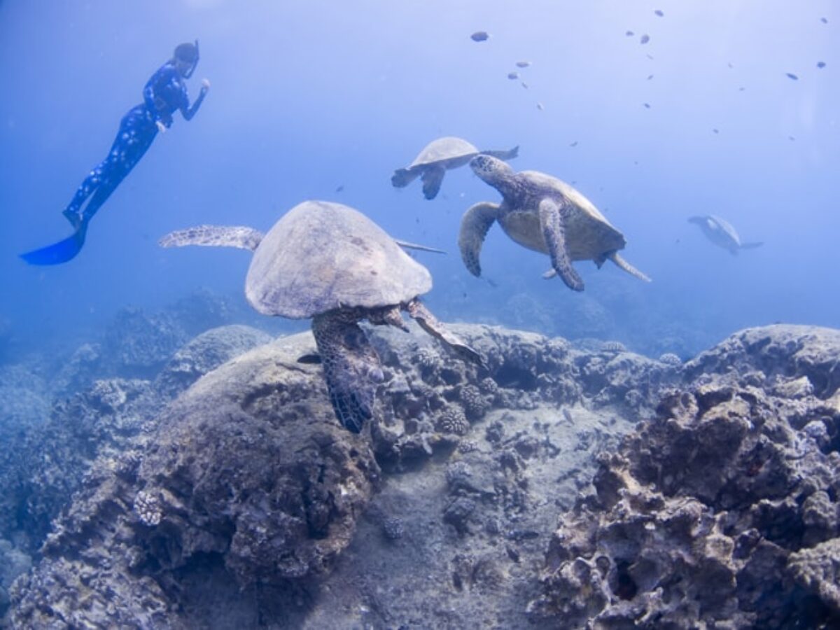 ハワイ オアフ島で奇跡のシュノーケリング ウミガメ５匹と泳ぐまで