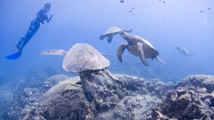 ハワイ・オアフ島で奇跡のシュノーケリング！ウミガメ５匹と泳ぐまで