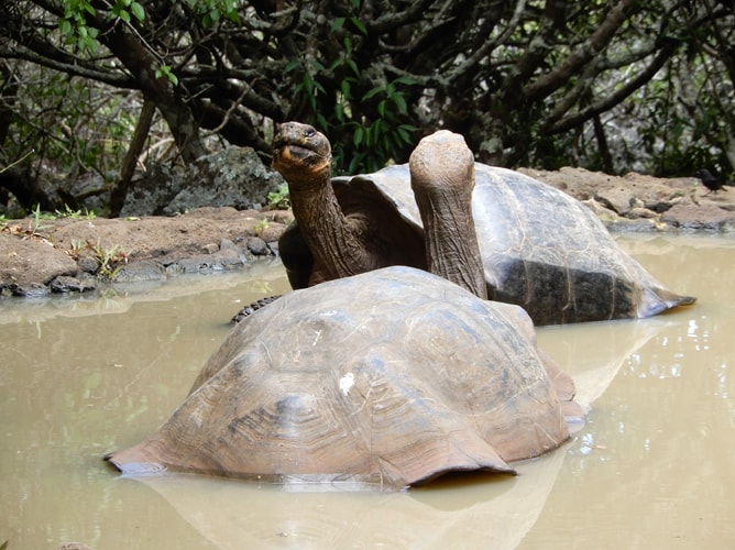 水浴びをする二匹のガラパゴスゾウガメ