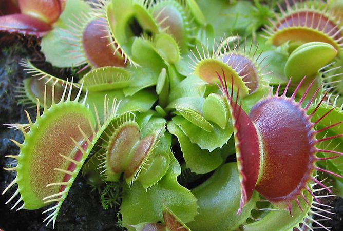 食虫植物のハエトリグサ（Venus Flytrap）